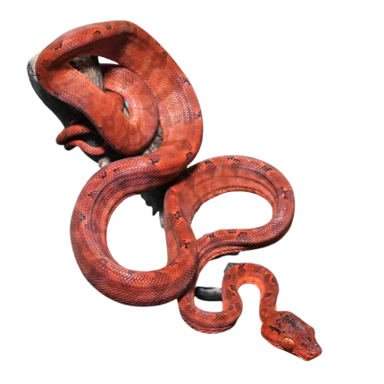 C.B. Baby Colored Amazon Tree Boa #2