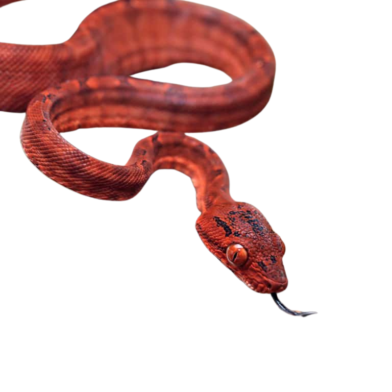 cb-baby-colored-amazon-tree-boa-2 (2) cb baby colored amazon tree boa 2 2