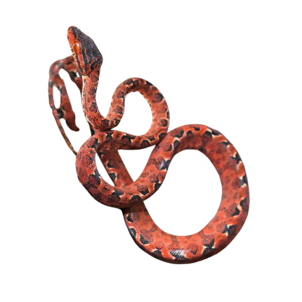 C.B. Baby Colored Amazon Tree Boa #3