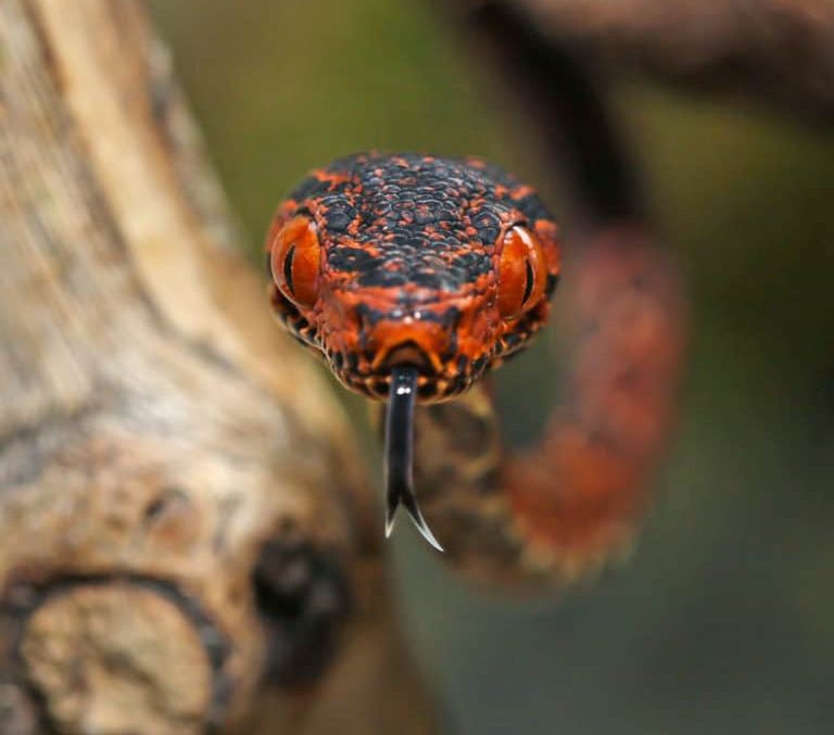 cb-baby-colored-amazon-tree-boa-3 cb baby colored amazon tree boa 3 e1746850731313