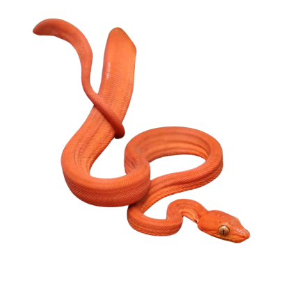C.B. Baby Fire Red Colored Amazon Tree Boa #1