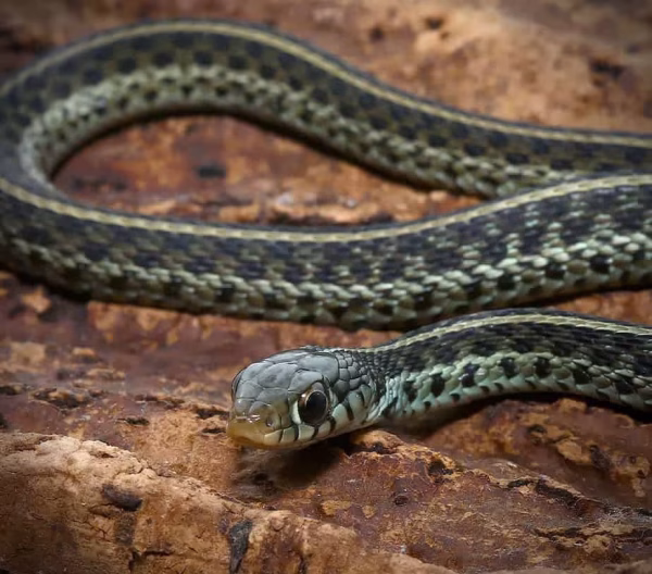 C.B. Baby Florida Blue Garter Snake