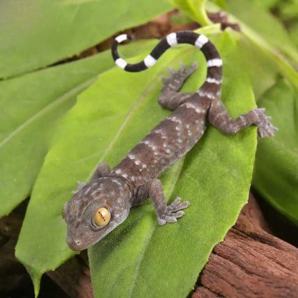 C.B. Baby Green Codom Tokay Gecko