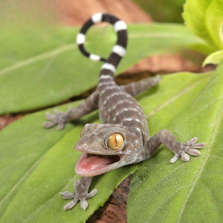 cb-baby-green-codom-tokay-gecko (2) cb baby green codom tokay gecko 2