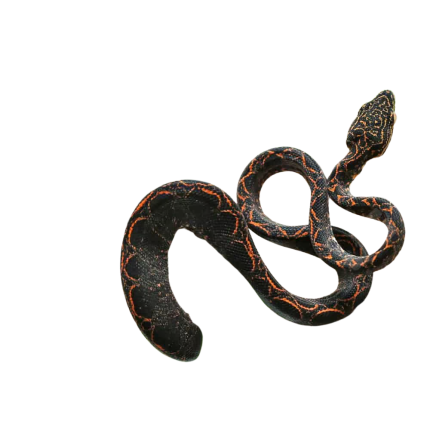 C.B. Baby Halloween Phase Amazon Tree Boa #1