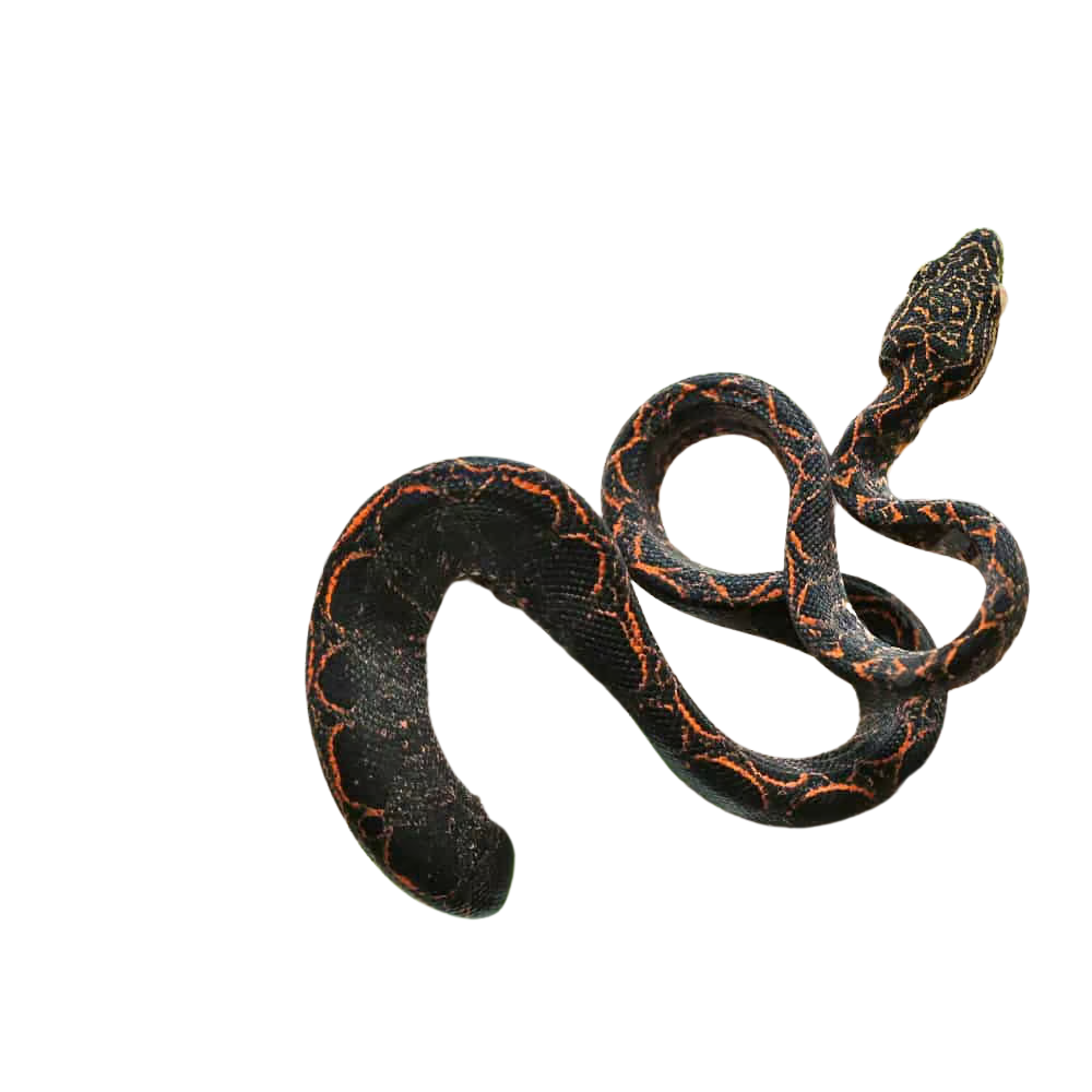cb-baby-halloween-phase-amazon-tree-boa-1 (1) cb baby halloween phase amazon tree boa 1 1