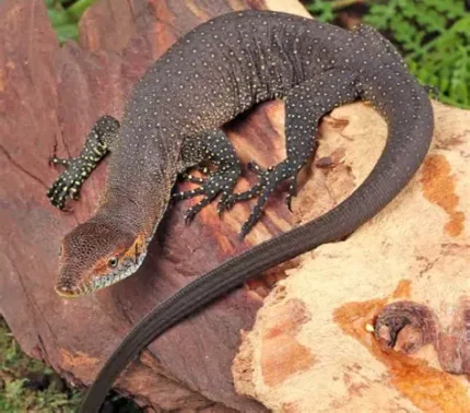 C.B. Baby Merten’s Water Monitor