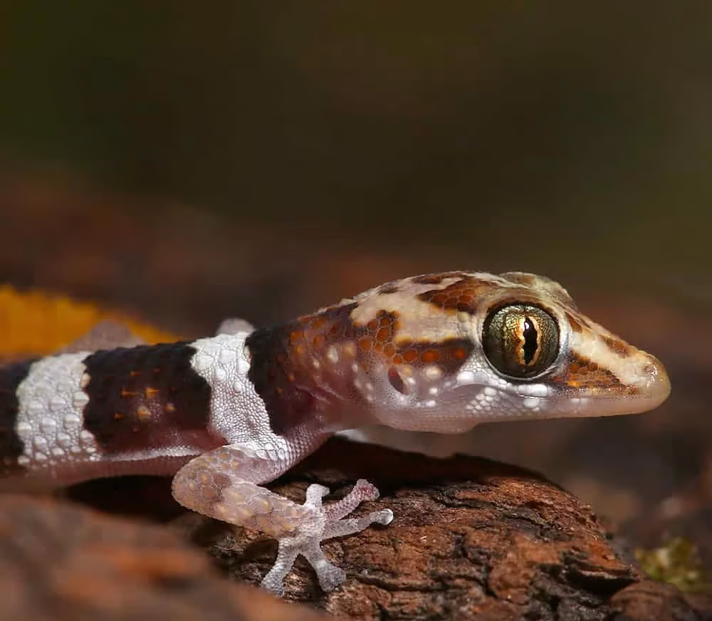 cb-baby-mocquards-madagascar-ground-gecko-bastardi cb baby mocquards madagascar ground gecko bastardi e1747816749341