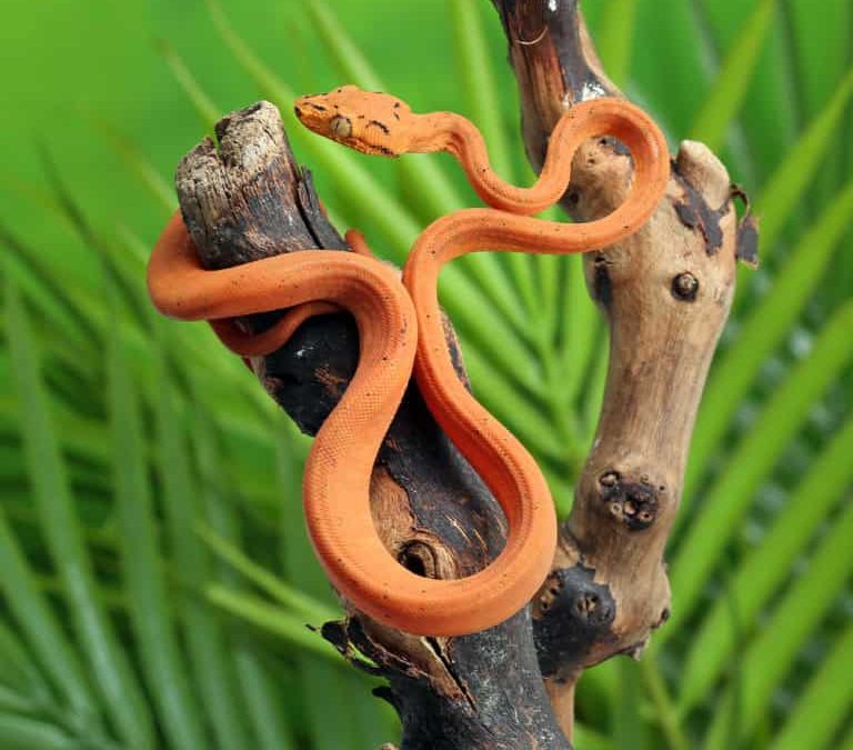 cb-baby-orange-colored-amazon-tree-boa cb baby orange colored amazon tree boa e1747286117365