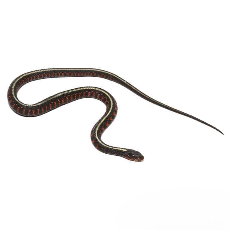 cb-baby-oregon-red-spotted-garter-snake cb baby oregon red spotted garter snake