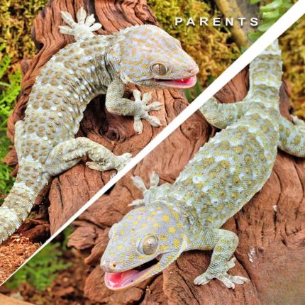 C.B. Baby Platinum Tokay Gecko