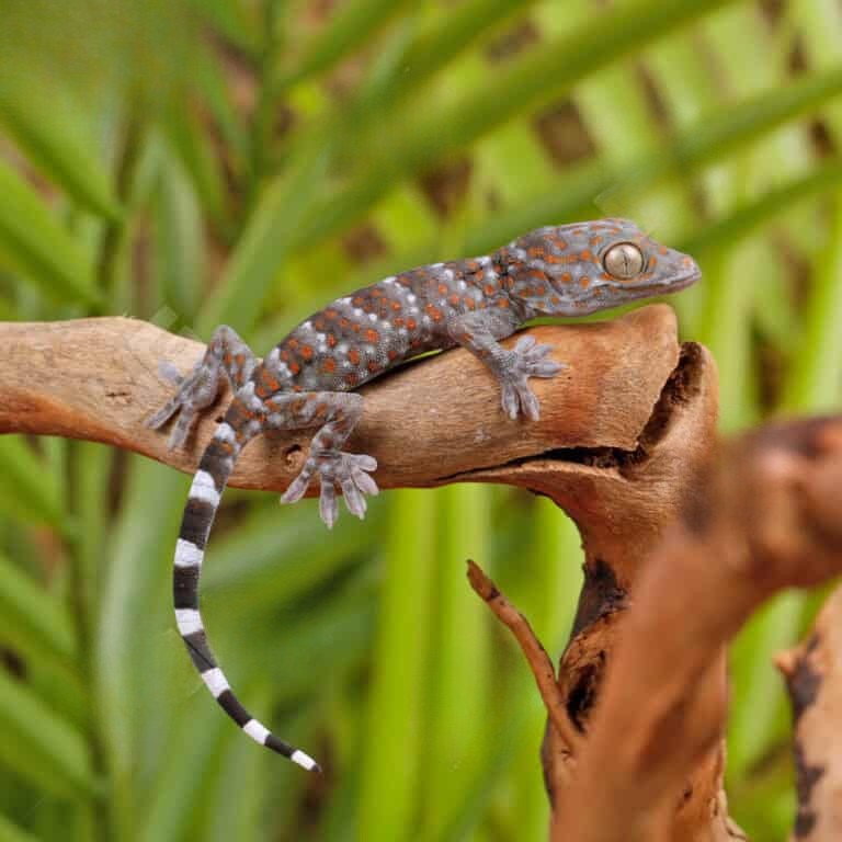 cb-baby-platinum-tokay-gecko (2) cb baby platinum tokay gecko 2