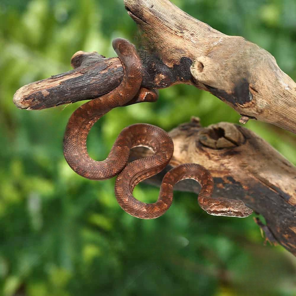 cb-baby-red-solomon-island-tree-boa (1) cb baby red solomon island tree boa 1