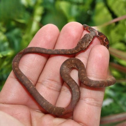 C.B. Baby Red Solomon Island Tree Boa