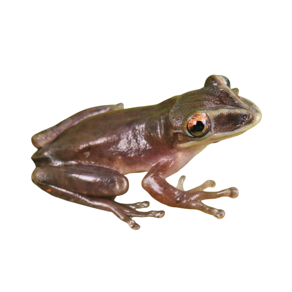 C.B. Baby Yucatan Shovel Nose Tree Frog
