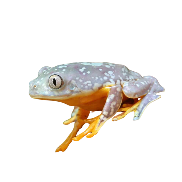 C.B. Fringed Leaf Frog