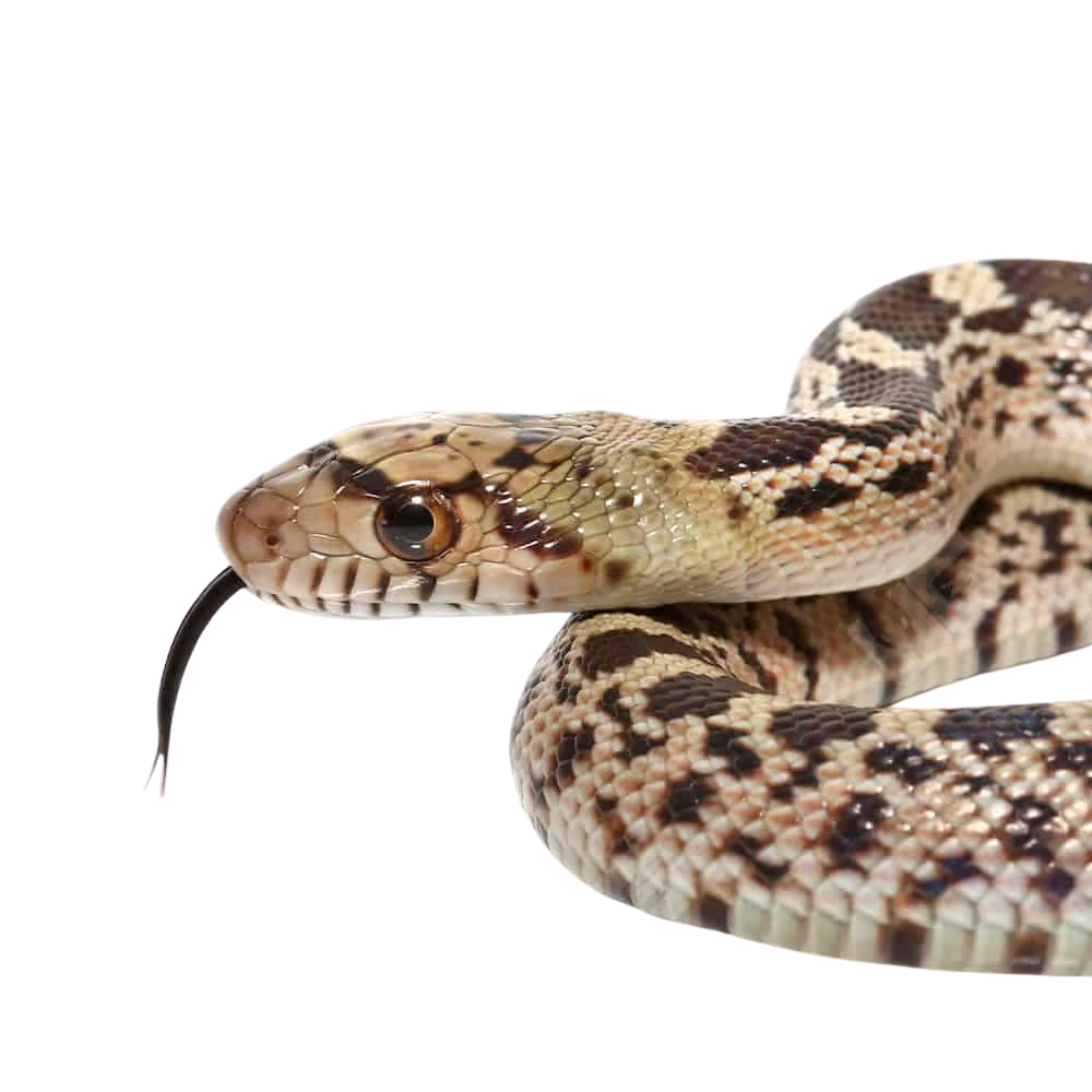 cb-hatchling-sonoran-gopher-snake (1) cb hatchling sonoran gopher snake 1