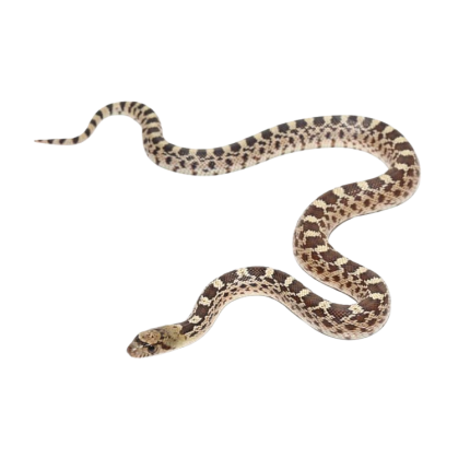C.B. Hatchling Sonoran Gopher Snake