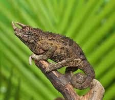 C.B. Juvenile Jackson’s Chameleon