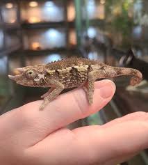 cb-juvenile-rainbow-jacksons-chameleon cb juvenile rainbow jacksons chameleon