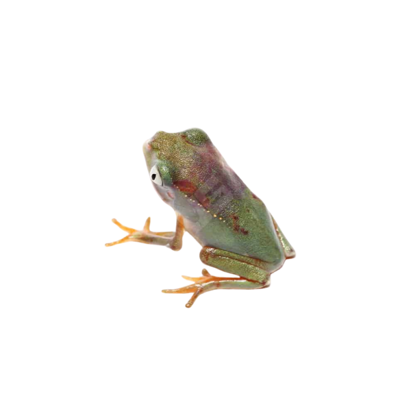 C.B. White Line Monkey Tree Frog