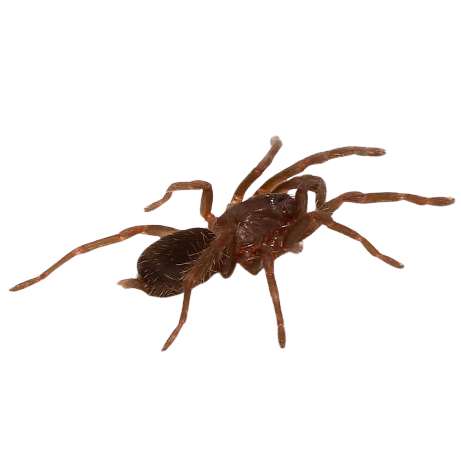 cebu-island-earth-tiger-tarantula-5-–-1 (1) cebu island earth tiger tarantula 5 – 1 1