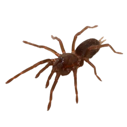 Cebu Island Earth Tiger Tarantula (.5 – 1”)