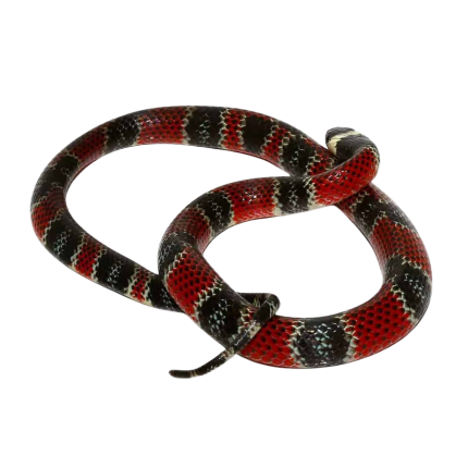 Central American Coral Snake