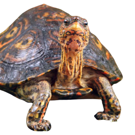 Central American Wood Turtle
