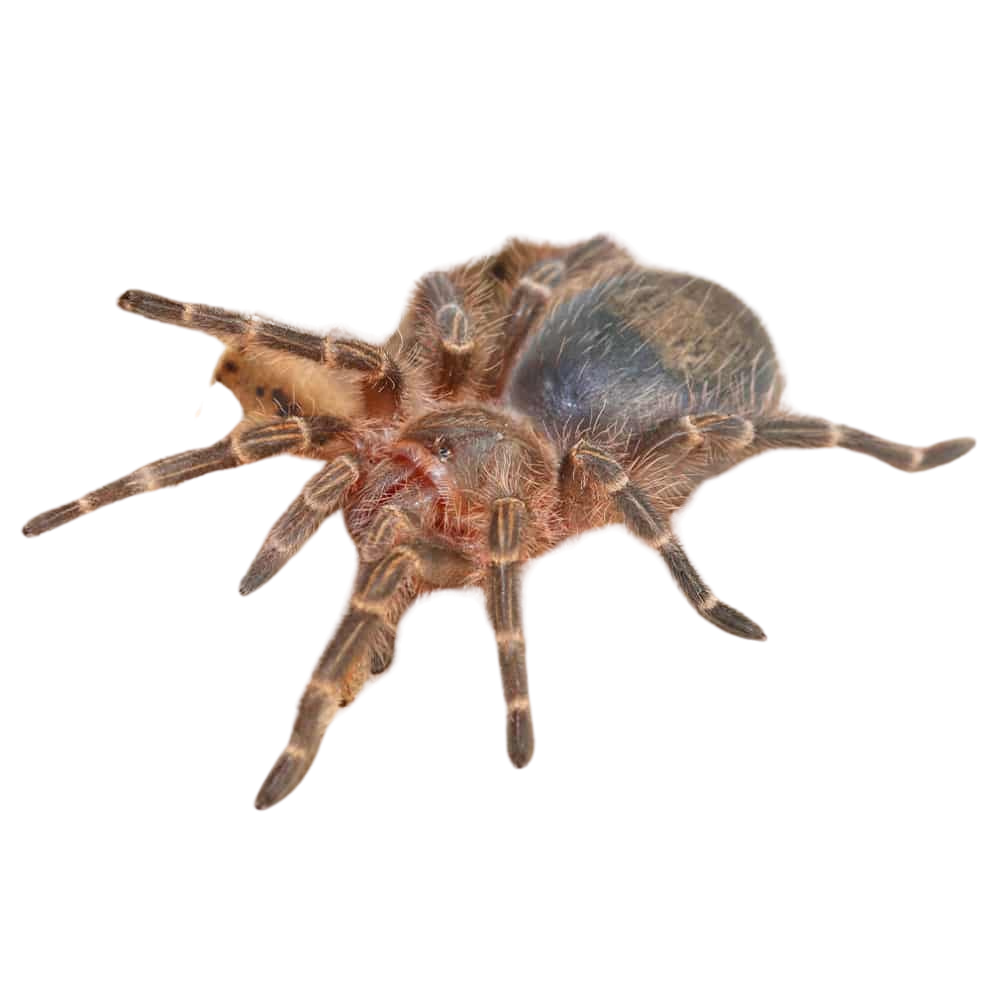 chaco-golden-knee-tarantula-2 (1) chaco golden knee tarantula 2 1