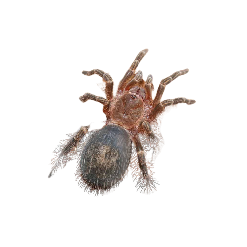 chaco-golden-knee-tarantula-2 (2) chaco golden knee tarantula 2 2