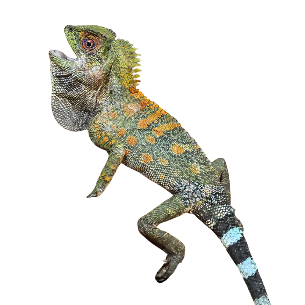 chameleon-forest-dragon-anglehead-lizard (2) chameleon forest dragon anglehead lizard 2