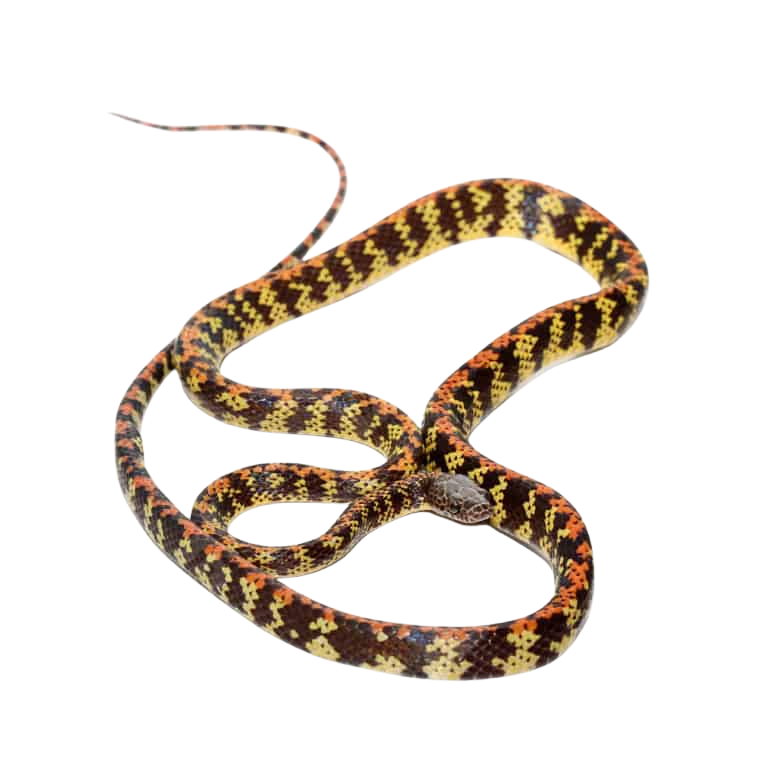 checker-bellied-snake (1) checker bellied snake 1