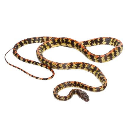 Checker-Bellied Snake