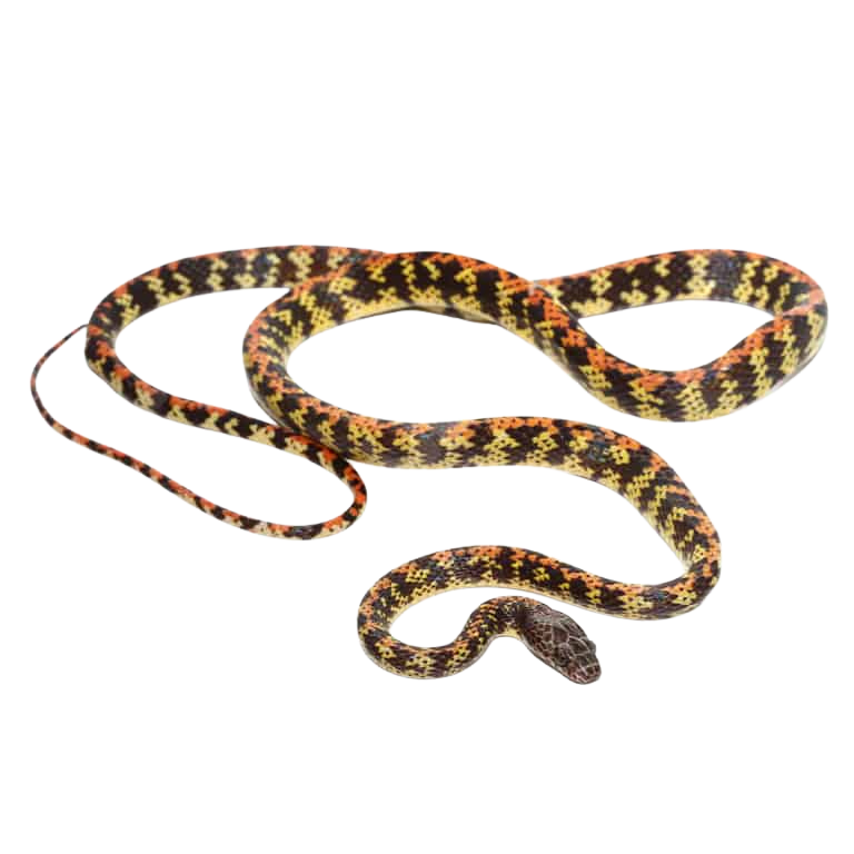 checker-bellied-snake (2) checker bellied snake 2