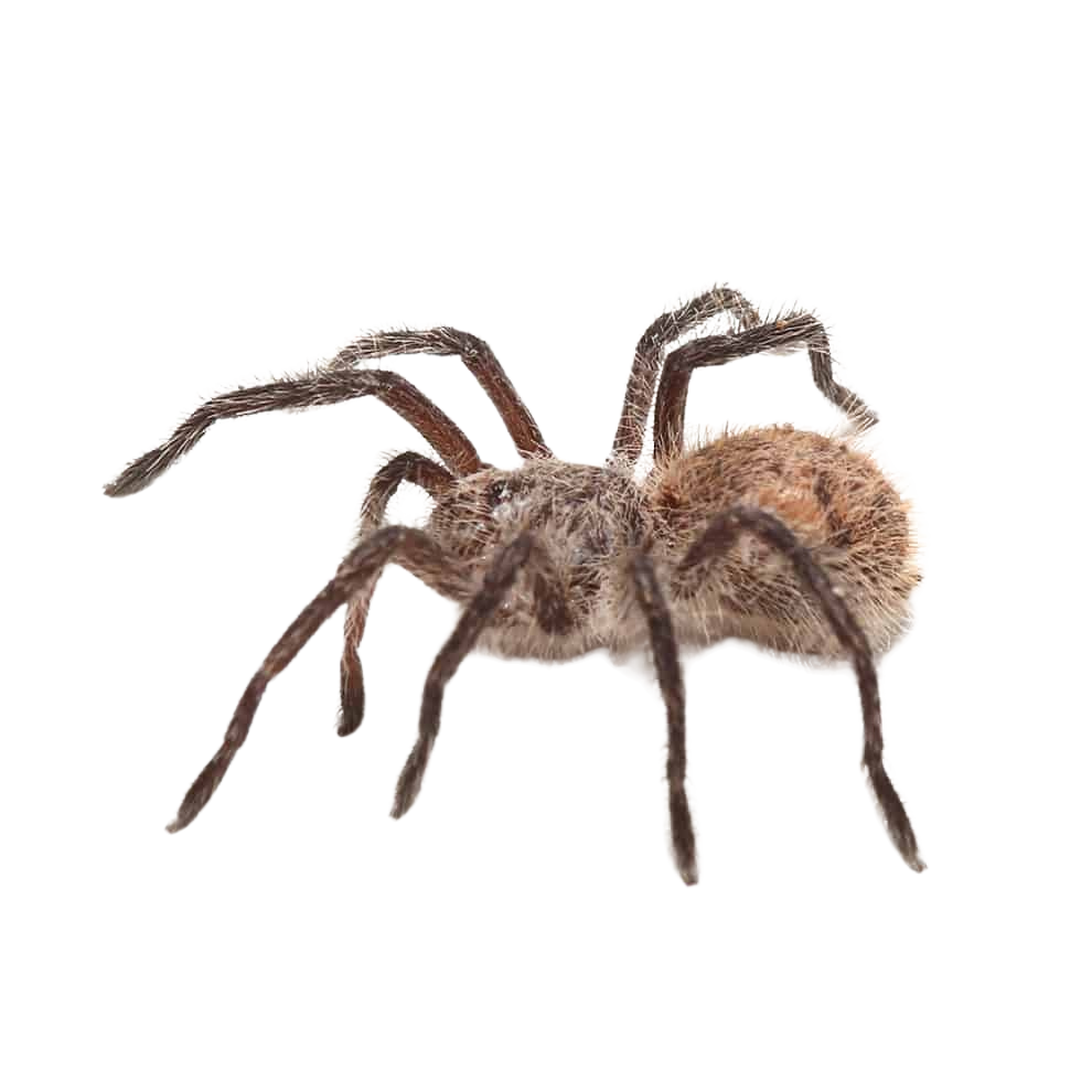 chilean-copper-tarantula-25-5″ (1) chilean copper tarantula 25 5″ 1