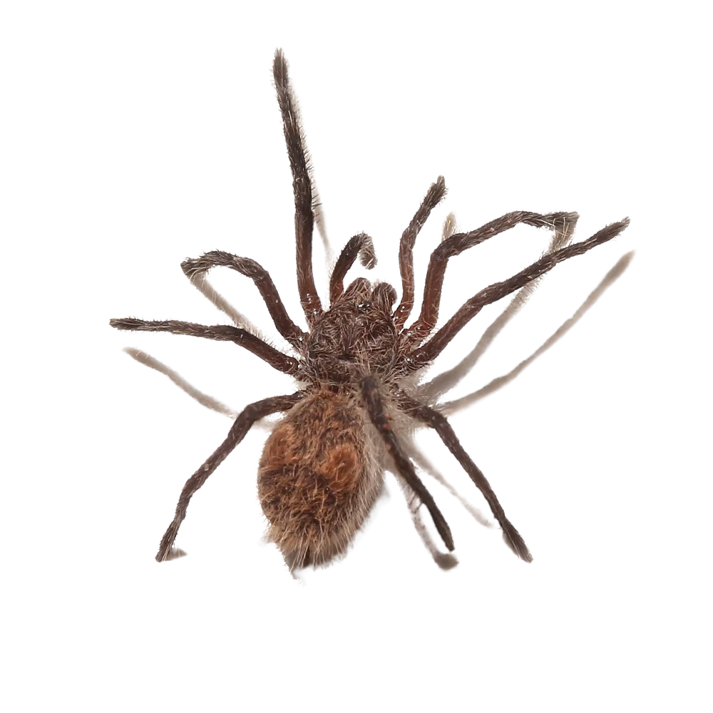 chilean-copper-tarantula-25-5″ (2) chilean copper tarantula 25 5″ 2