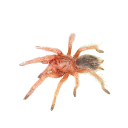 Chilean Rose Hair Tarantula (.25 – .75”)