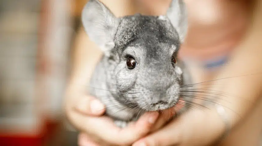 chinchilla chinchilla