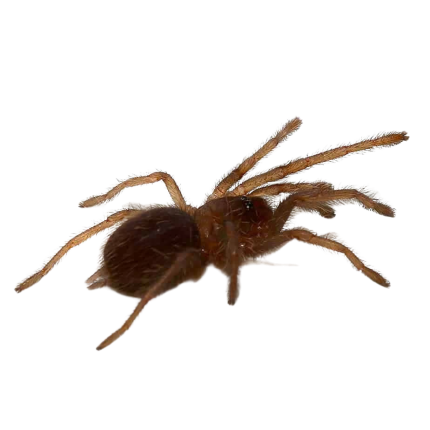 Chinese Giant Fawn Tarantula (.25 – .75”)
