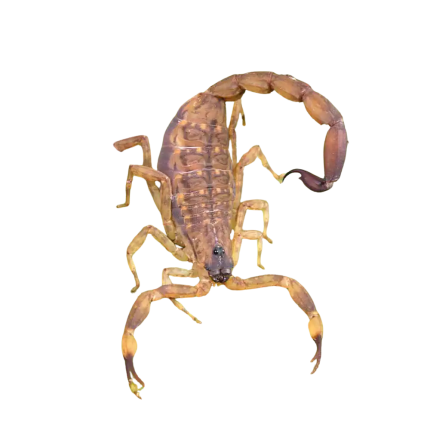 Chinese Swimming Scorpion