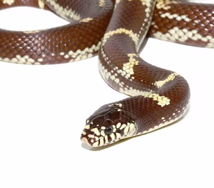 Chocolate California Kingsnake