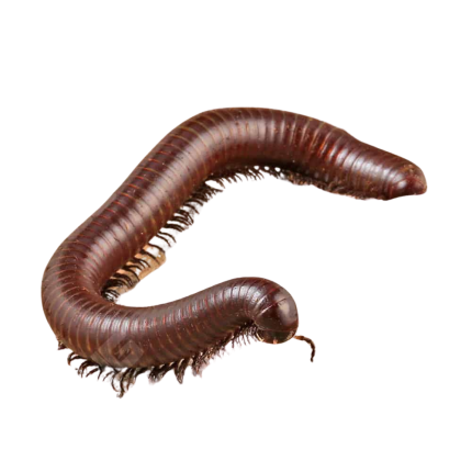 Chocolate Desert Millipede
