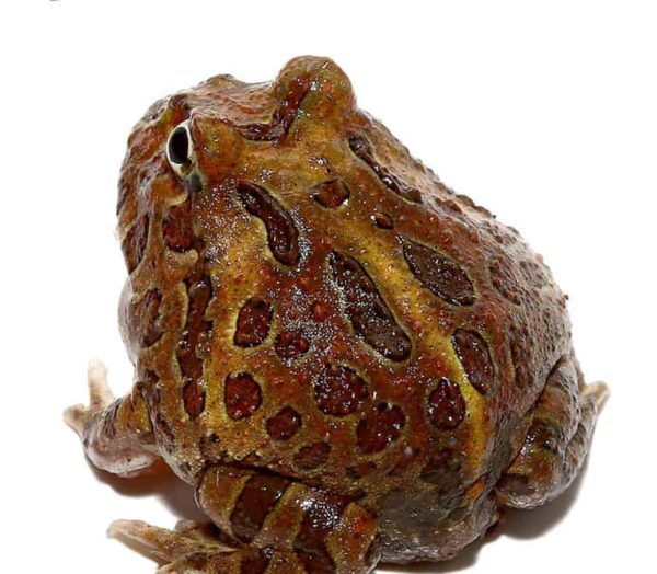 Chocolate Pacman Frog