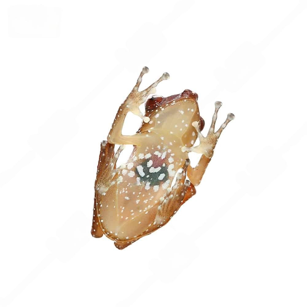 cinnamon-tree-frog-in-stock cinnamon tree frog in stock