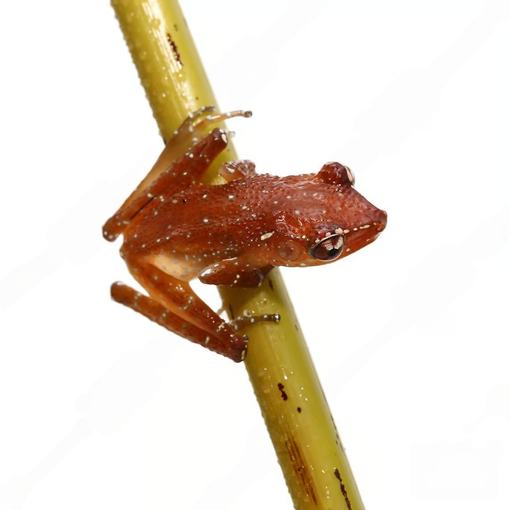 cinnamon-tree-frog cinnamon tree frog