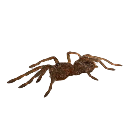 Cobalt Blue Emerald Green Tarantula (.25 – .75”)