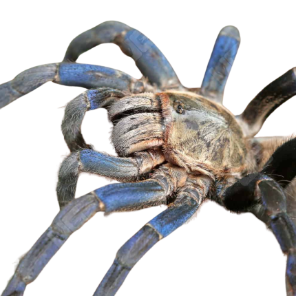 Cobalt Blue Tarantula (3 – 4”)