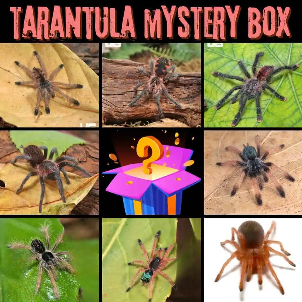 cobalt-blue-tarantula-5-–-1 cobalt blue tarantula 5 – 1