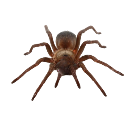 Colombian Dwarf Blue Tarantula (.5 – 75”)